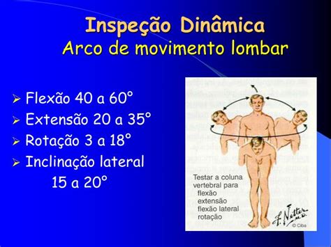 arco supino|Supino com Arco Lombar – Impacto na Amplitude de Movimento。